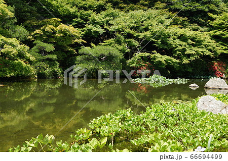 山口県 下関市 長府庭園の池泉回遊式庭園 山口県 下関市 長府庭園の池泉回遊式庭園 66694499