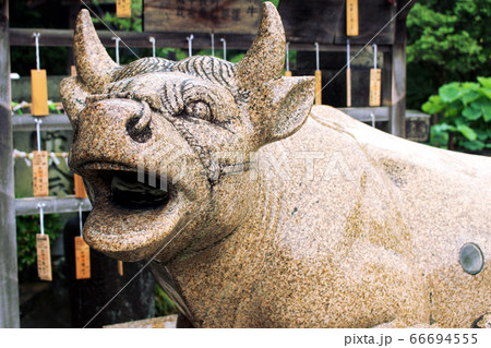 京都宇治　三室戸寺の勝運の牛 66694555
