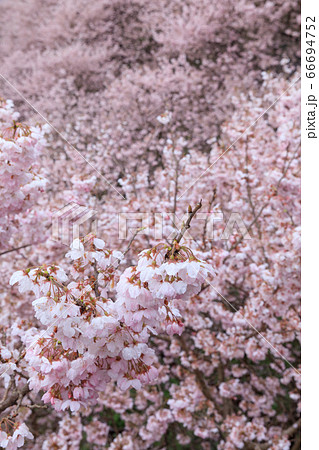 神奈川_一ノ堰ハラネの春めき桜 神奈川_一ノ堰ハラネの春めき桜 66694752