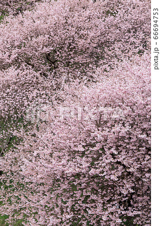 神奈川_一ノ堰ハラネの春めき桜 神奈川_一ノ堰ハラネの春めき桜 66694753