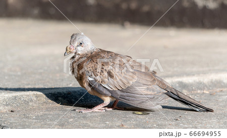 Sick dove bird lives in a park. Sick dove bird lives in a park. 66694955