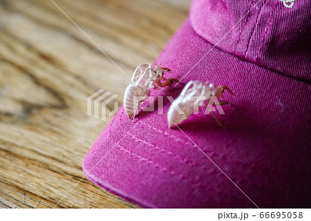 セミの脱け殻 夏の思い出① 66695058