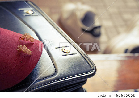 セミの脱け殻 夏の思い出② 66695059