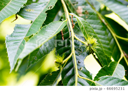 花が咲き終わった後の栗の若実 66695231