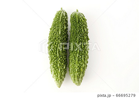 ゴーヤー(ニガウリ) ゴーヤー(ニガウリ) 66695279