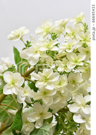 カシワバアジサイの切り花 66695433