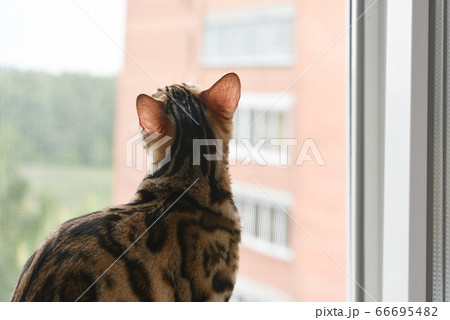 A beautiful and graceful Bengal cat sits on the windowsill and looks out the window. A purebred pet. Visible capillaries in the cat's ears. Blood vessel. 66695482
