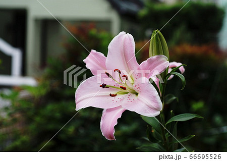 ピンクカサブランカ「マレロ」 Lily ピンクカサブランカ「マレロ」 Lily 66695526