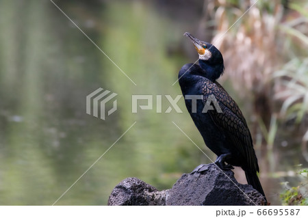 カワウ 河鵜 川鵜 野鳥 カワウ 河鵜 川鵜 野鳥 66695587