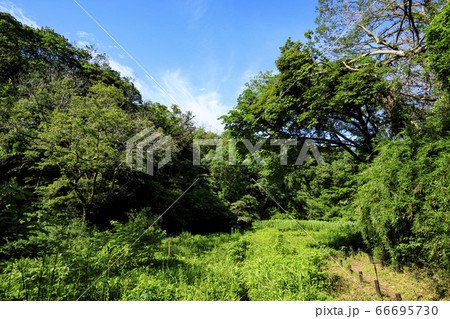 首都圏の秘境の小網代の森（夏） 66695730