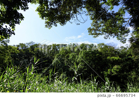 首都圏の秘境の小網代の森(夏) 首都圏の秘境の小網代の森(夏) 66695734