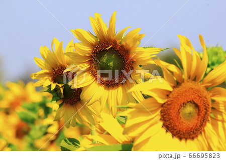 Sunflower blooming in the morning sun Sunflower blooming in the morning sun 66695823