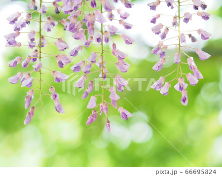 北海道の風景 百合が原公園の藤棚の素材 66695824
