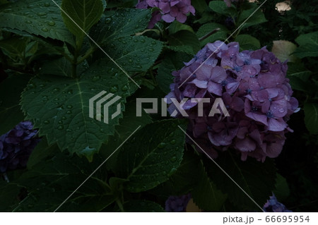 雨上がりの紫陽花の写真素材