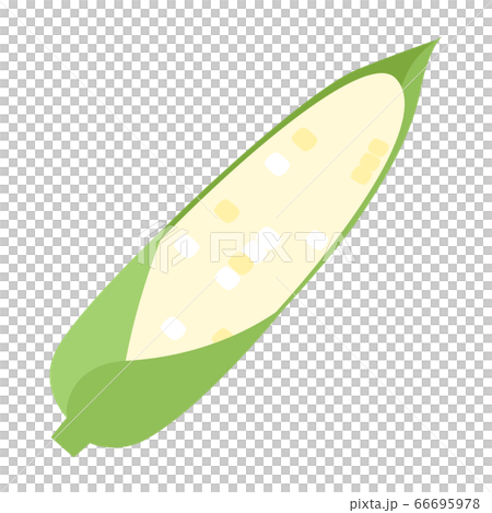 白い実の生でも食べられるとうもろこしのイラスト。 66695978