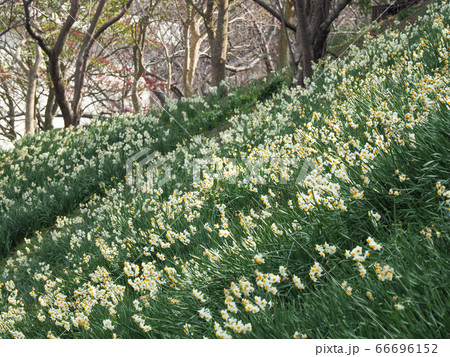 白崎海洋公園 スイセン スヌーピー島 66696152