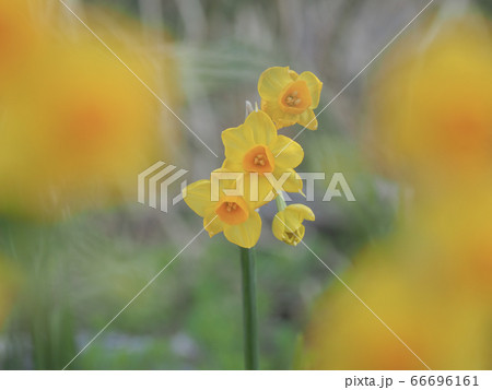 白崎海洋公園 スイセン スヌーピー島 白崎海洋公園 スイセン スヌーピー島 66696161