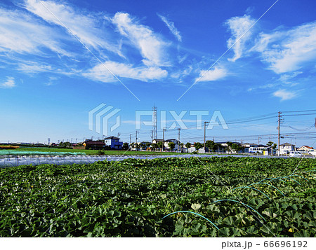 爽やかな三浦市松和の畑(青首大根・キャベツ) 爽やかな三浦市松和の畑(青首大根・キャベツ) 66696192