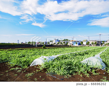 爽やかな三浦市松和の畑(青首大根・キャベツ) 爽やかな三浦市松和の畑(青首大根・キャベツ) 66696202