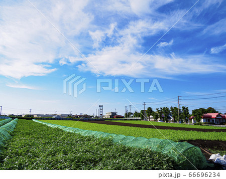 爽やかな三浦市松和の畑(青首大根・キャベツ) 爽やかな三浦市松和の畑(青首大根・キャベツ) 66696234