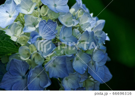 紫陽花咲く 66696316