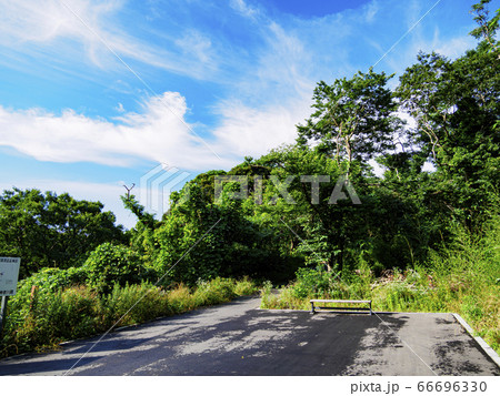 首都圏の秘境の小網代の森（夏） 66696330