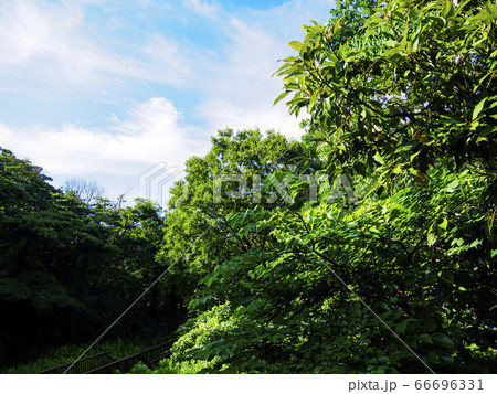首都圏の秘境の小網代の森（夏） 66696331