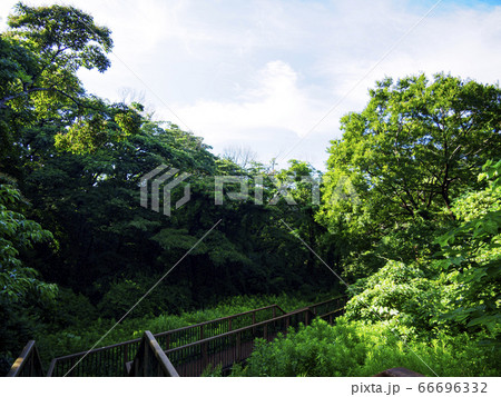 首都圏の秘境の小網代の森（夏） 66696332