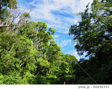 首都圏の秘境の小網代の森（夏） 66696343
