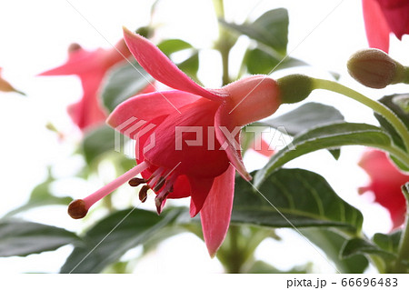 ホクシャ 66696483