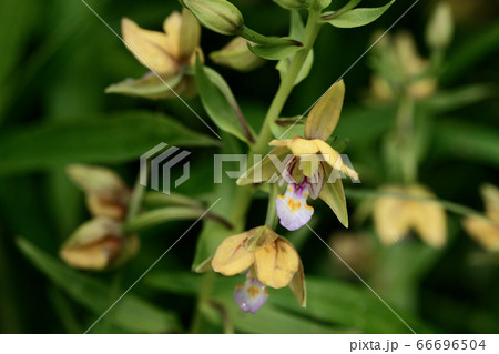 野生蘭　カキラン咲く 66696504