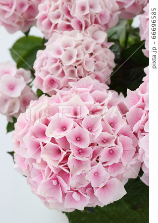 淡いピンクの紫陽花 66696585