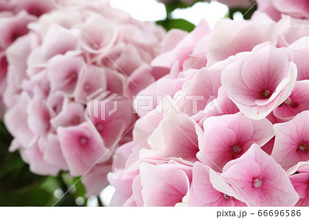 淡いピンクの紫陽花 66696586