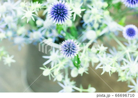 瑠璃玉アザミとエレンジュウム 瑠璃玉アザミとエレンジュウム 66696710