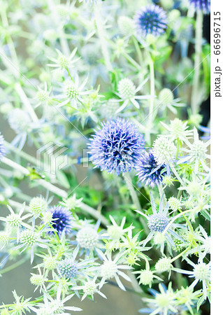 瑠璃玉アザミとエレンジュウム 66696715