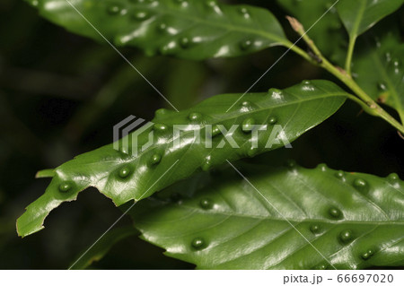 虫こぶ 虫こぶ 66697020