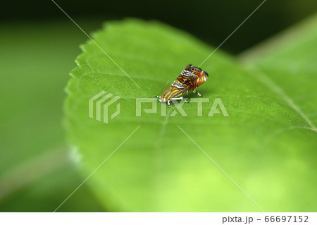 オオナミモンマダラハマキ 66697152