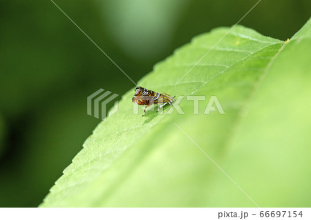 オオナミモンマダラハマキ 66697154