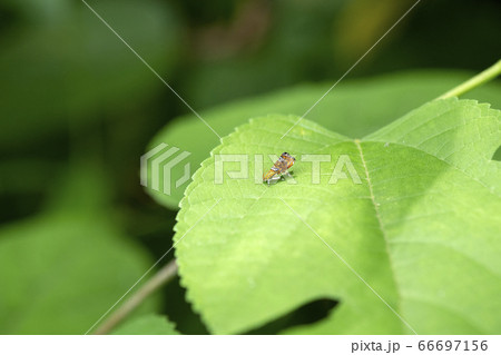 オオナミモンマダラハマキ 66697156