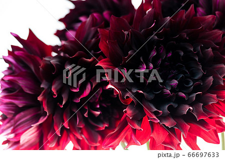 黒いダリア 黒蝶の写真素材