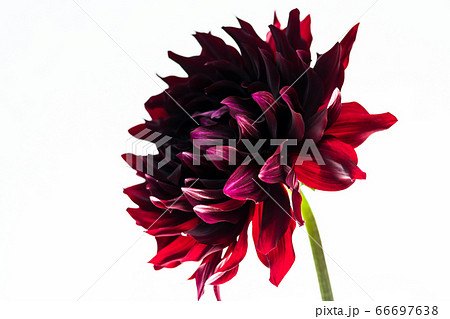 黒いダリア・黒蝶 66697638