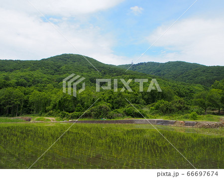 宝篋山 麓の田んぼ 宝篋山 麓の田んぼ 66697674