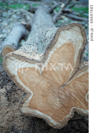 Closeup view on aged ring of wood stump after being cut down with sawdust on ground Closeup view on aged ring of wood stump after being cut down with sawdust on ground 66697685