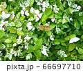 ハツユキカズラ 66697710