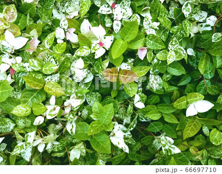 ハツユキカズラ 66697710