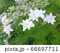 ガクアジサイ 66697711