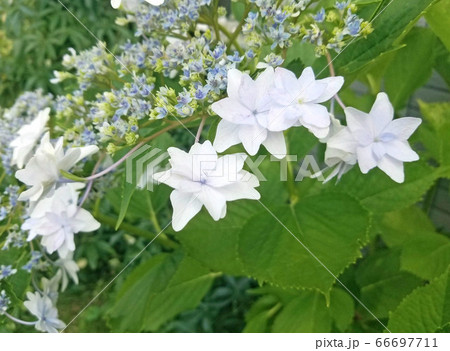 ガクアジサイ ガクアジサイ 66697711