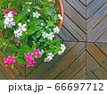雨に濡れた鉢 66697712