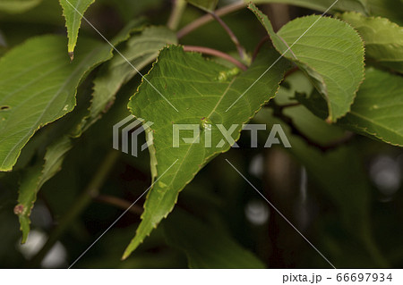 虫こぶ 虫こぶ 66697934