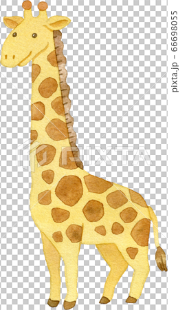 可愛いキリンの水彩イラスト 66698055